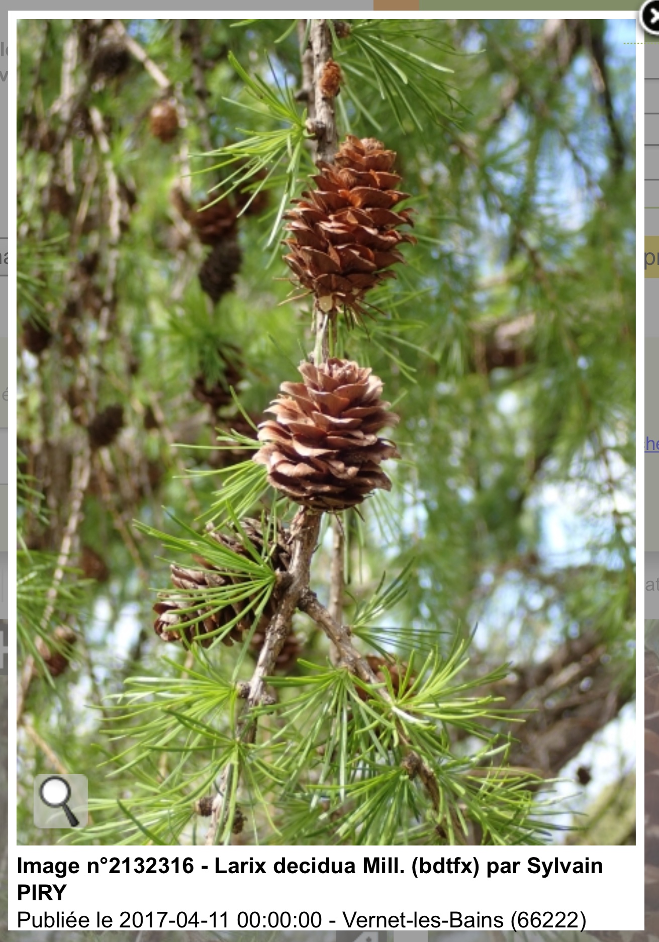 Mélèze detail