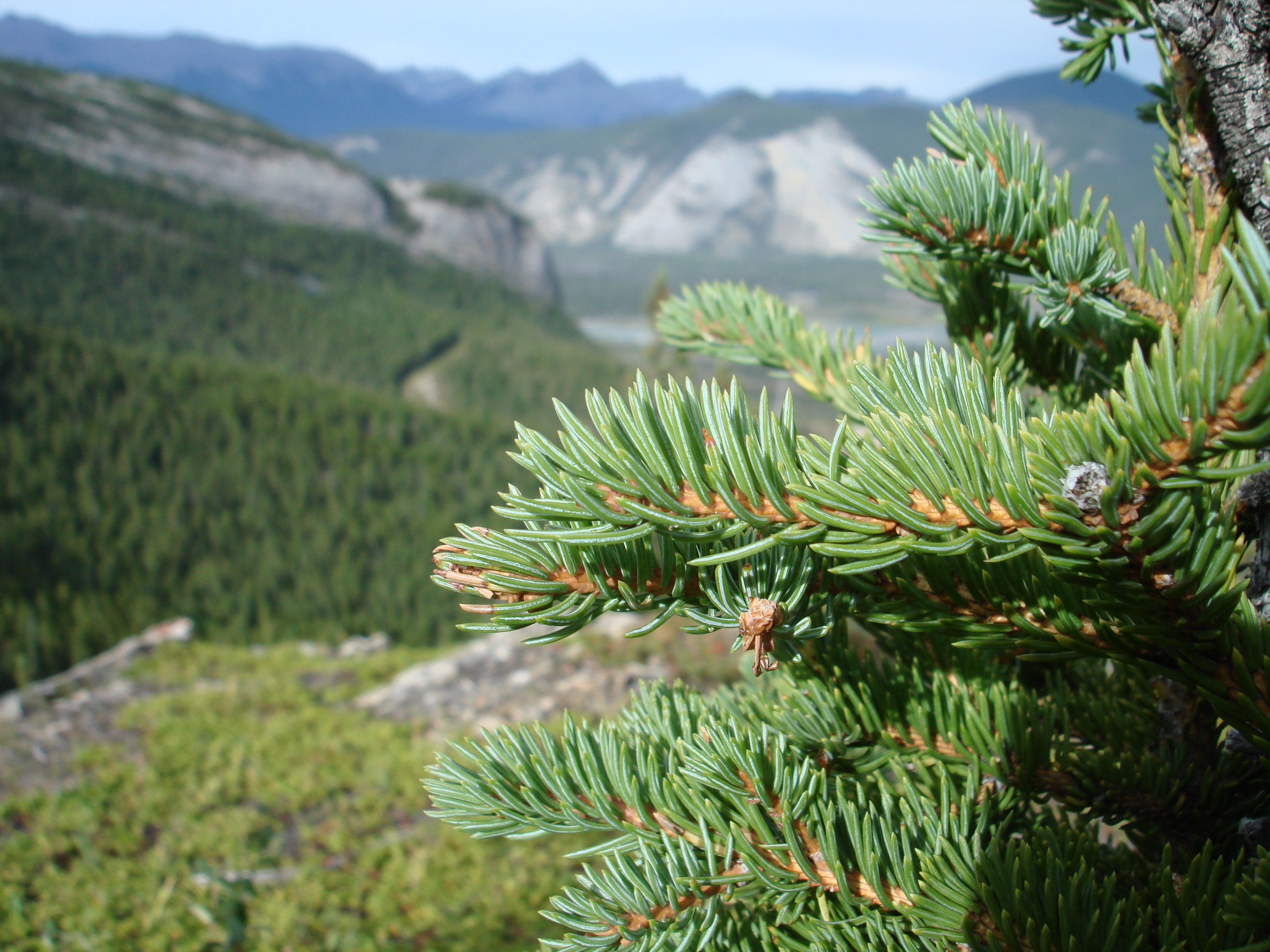 Aiguilles de douglas