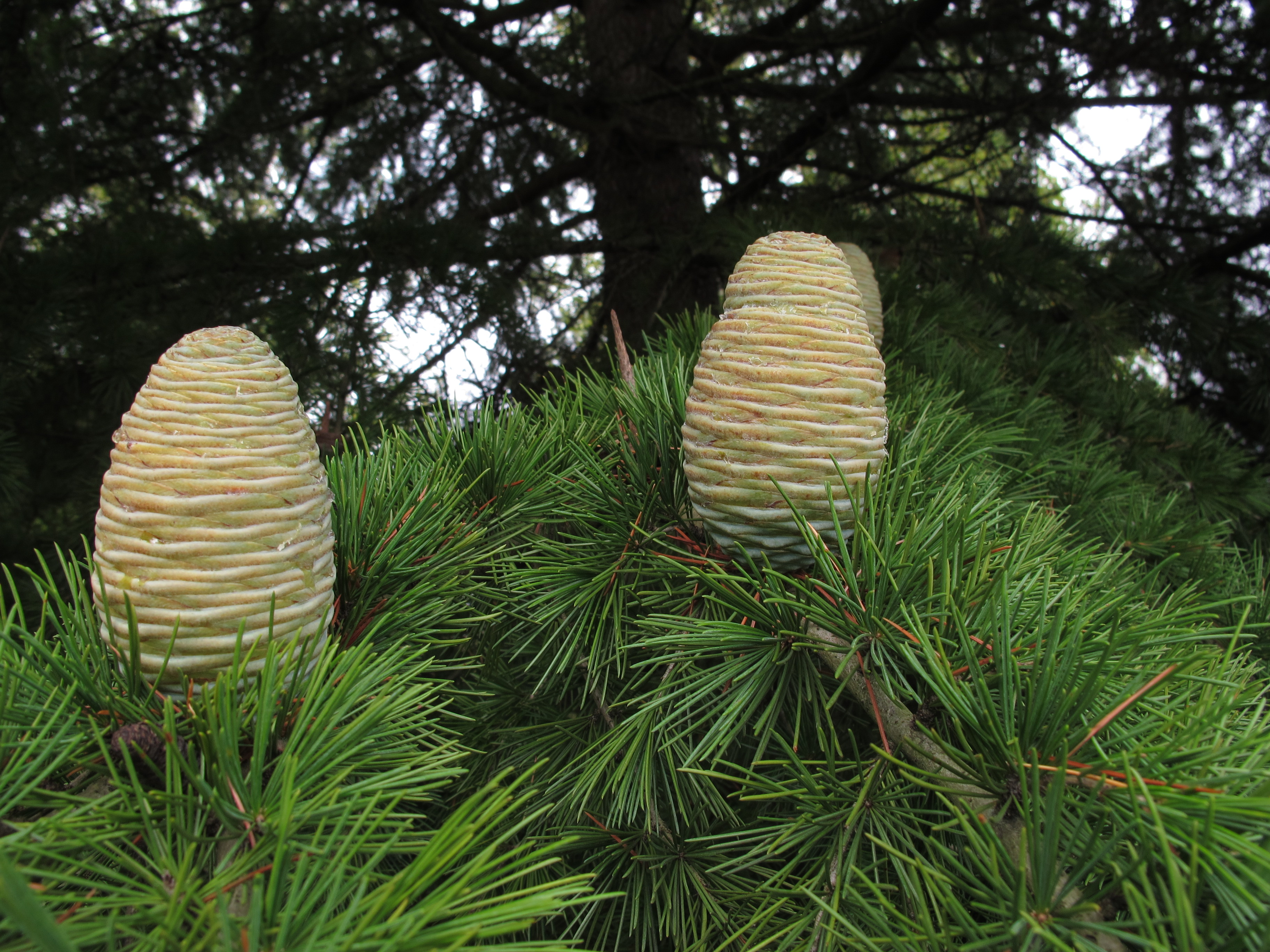 cônes assez grands, dressés sur la branche, extrémité supérieure arrondie