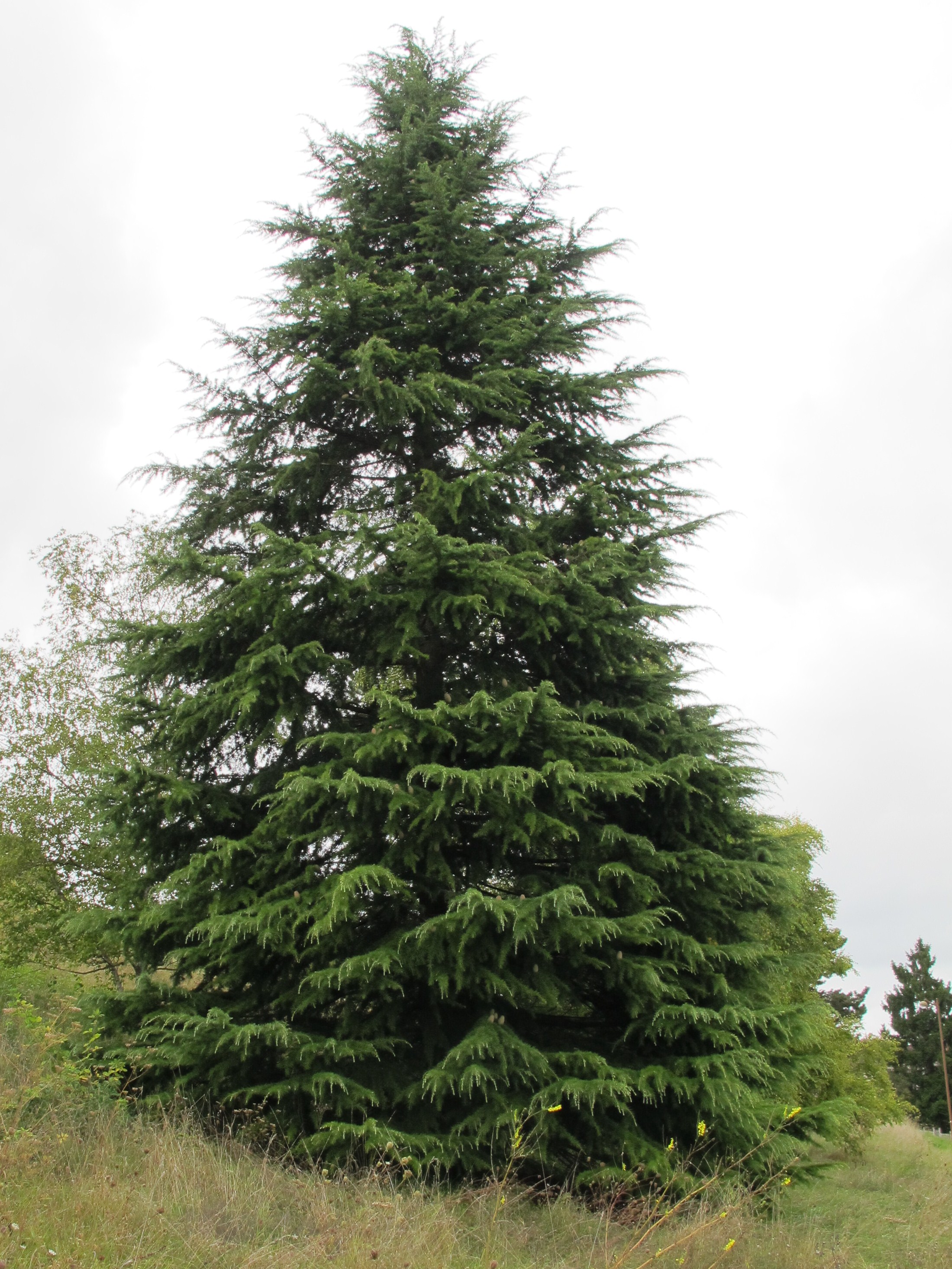 silhouette conique, environ 20 m de haut, vert vif