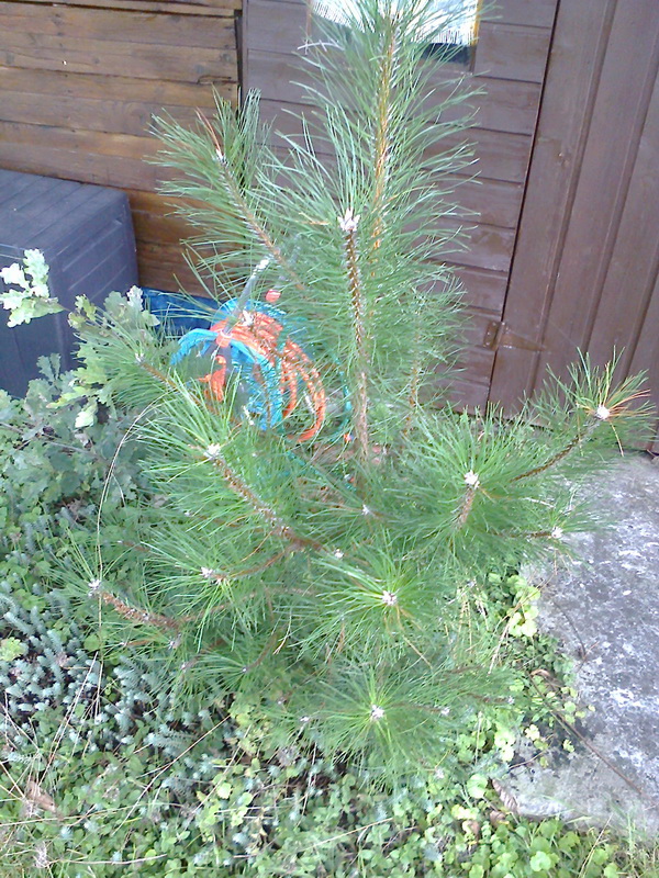 Pinus sylvestris