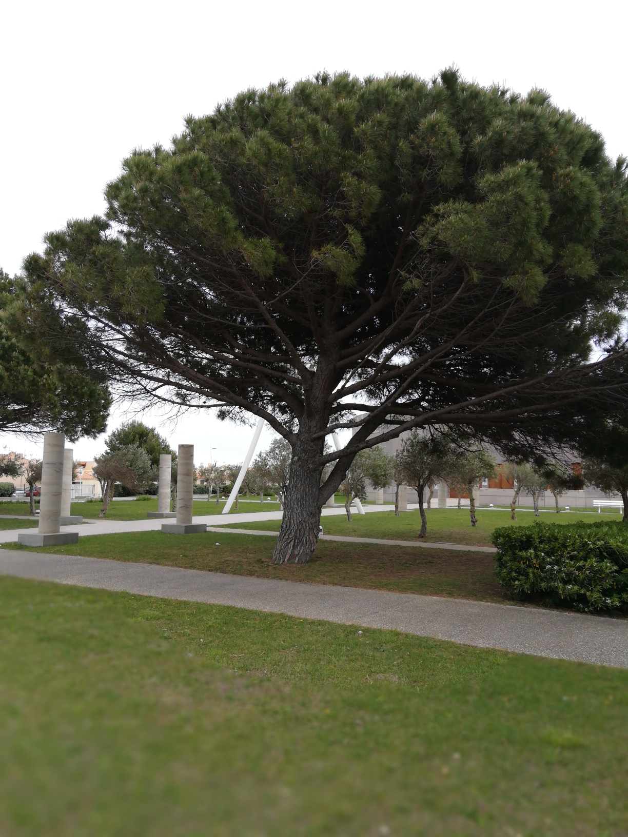 pinus pinea