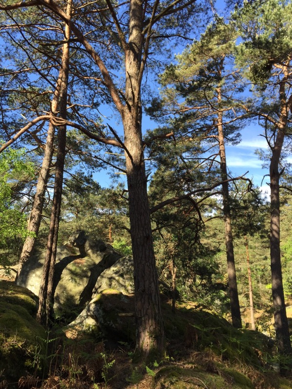 Forêt de Fontainebleau