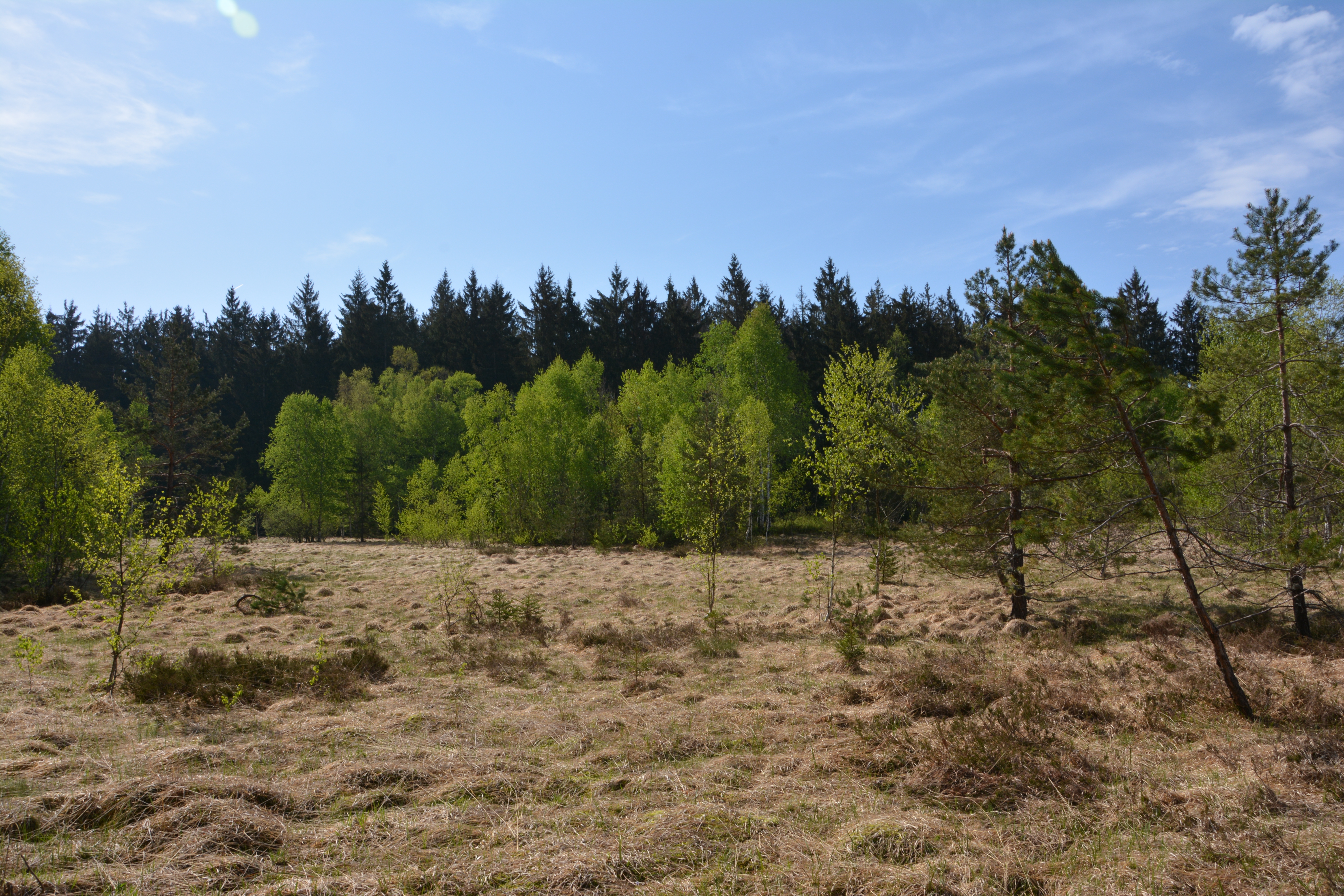 pin de weymouth dans paysage de tourbière