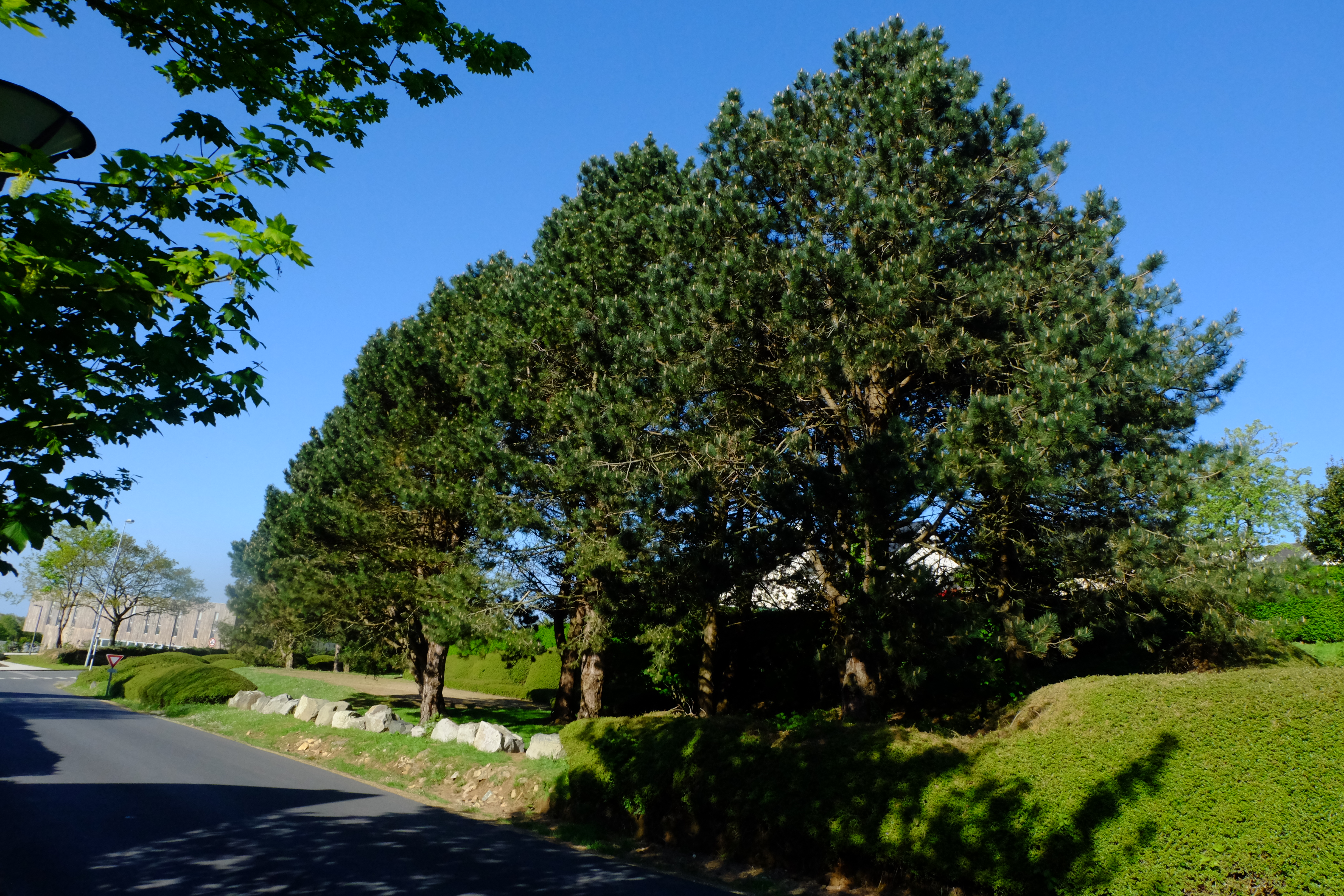 plusieurs pin d'autriche