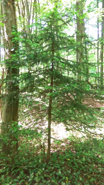 Petit sapin des Vosges Au milieu des Feuillus