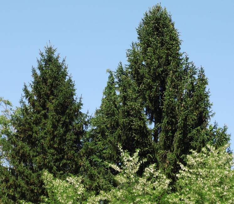 2 sapins au dessus des arbres