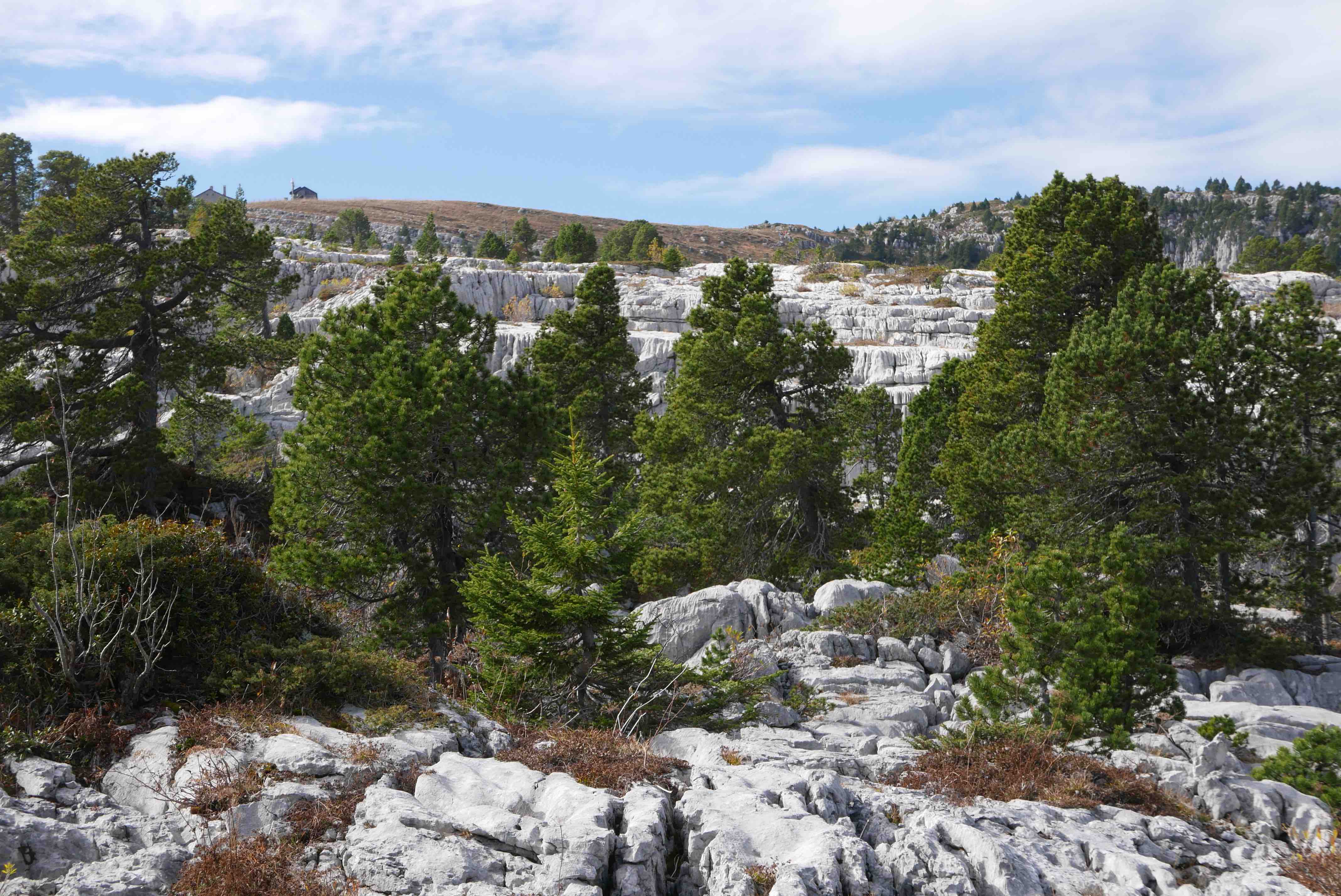 Pins à crochets sur le Parmelan