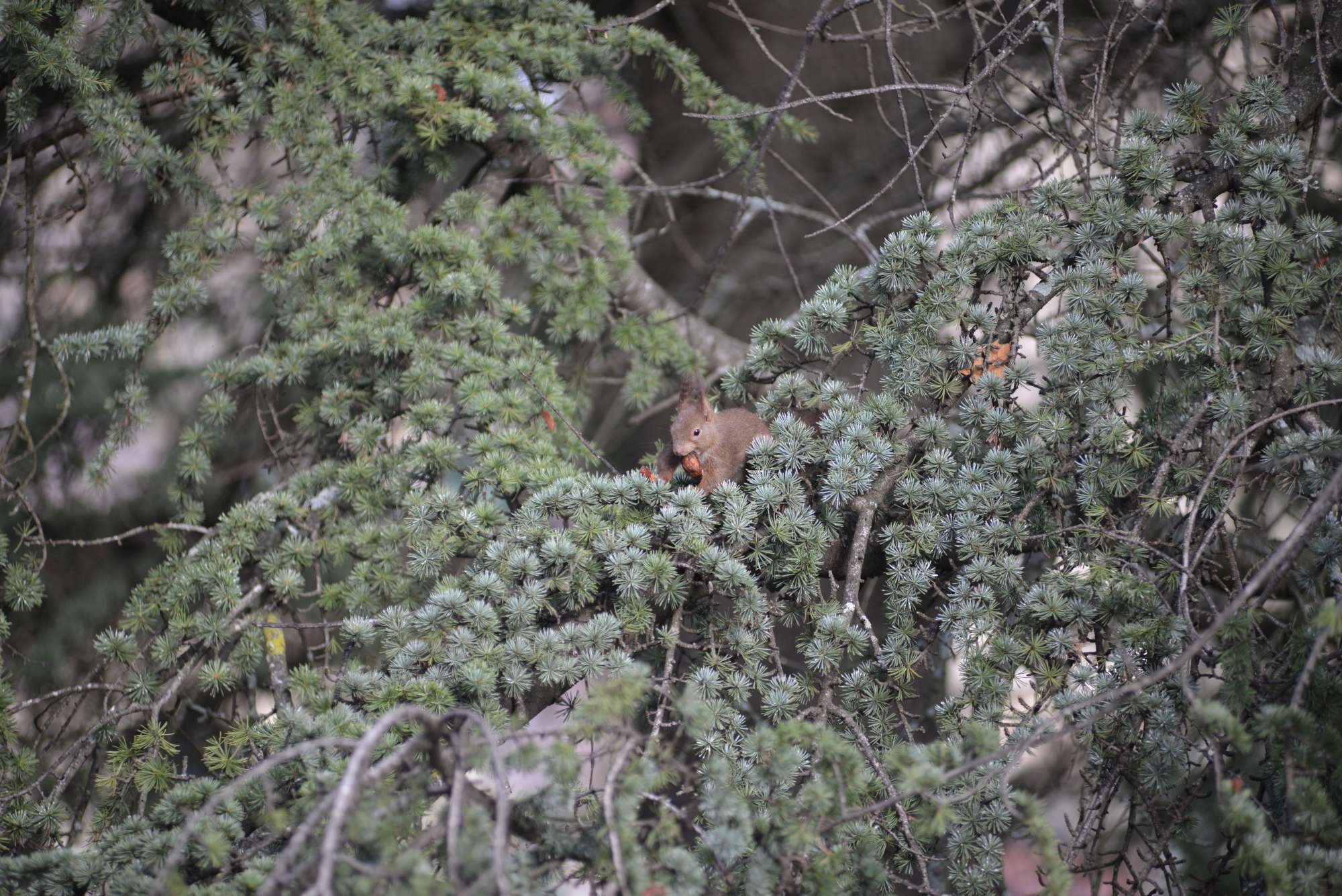 Un écureuil dans le cèdre de l'atlas