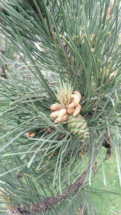 On le fruit du pin c'est à dire un cône