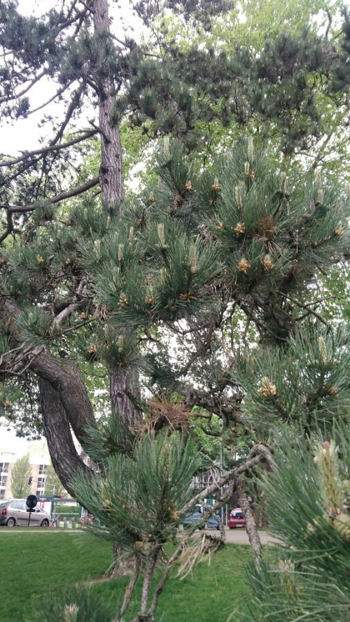l'arbre dans son ensemble, branches tortueuses et majestueux
