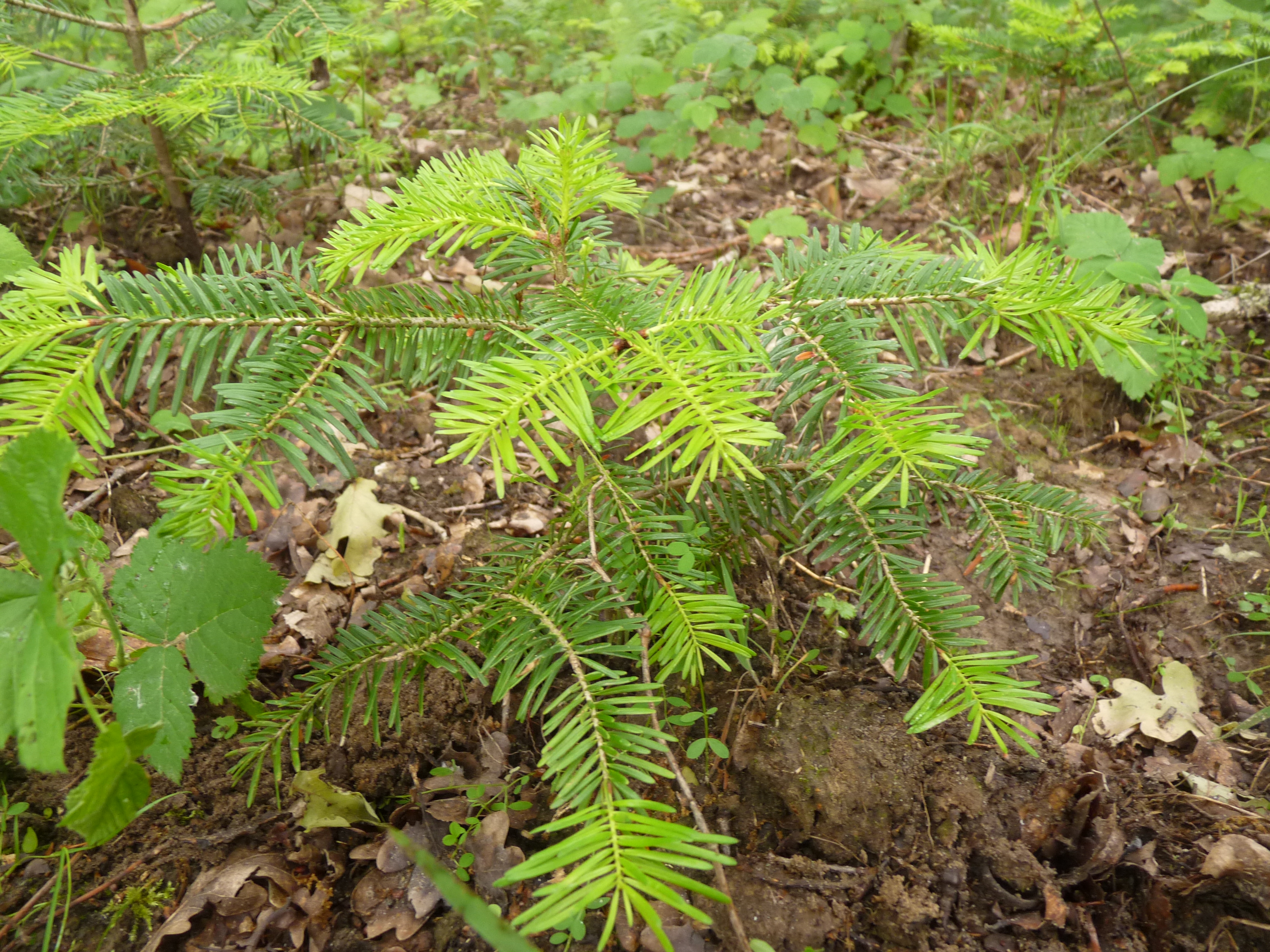 Abies alba