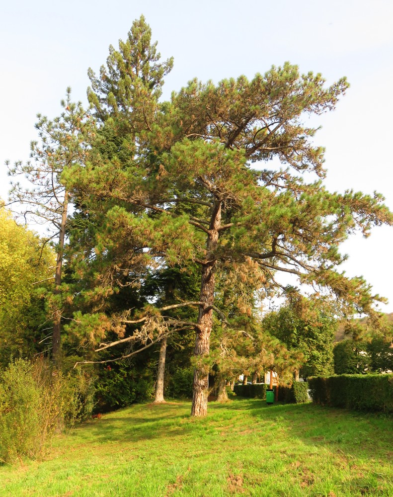 Grand pin noir au tronc rougeatre et crevassé avec des branches forte partant presque à l'horizontale du tronc. Les aiguilles sont moyennement longues