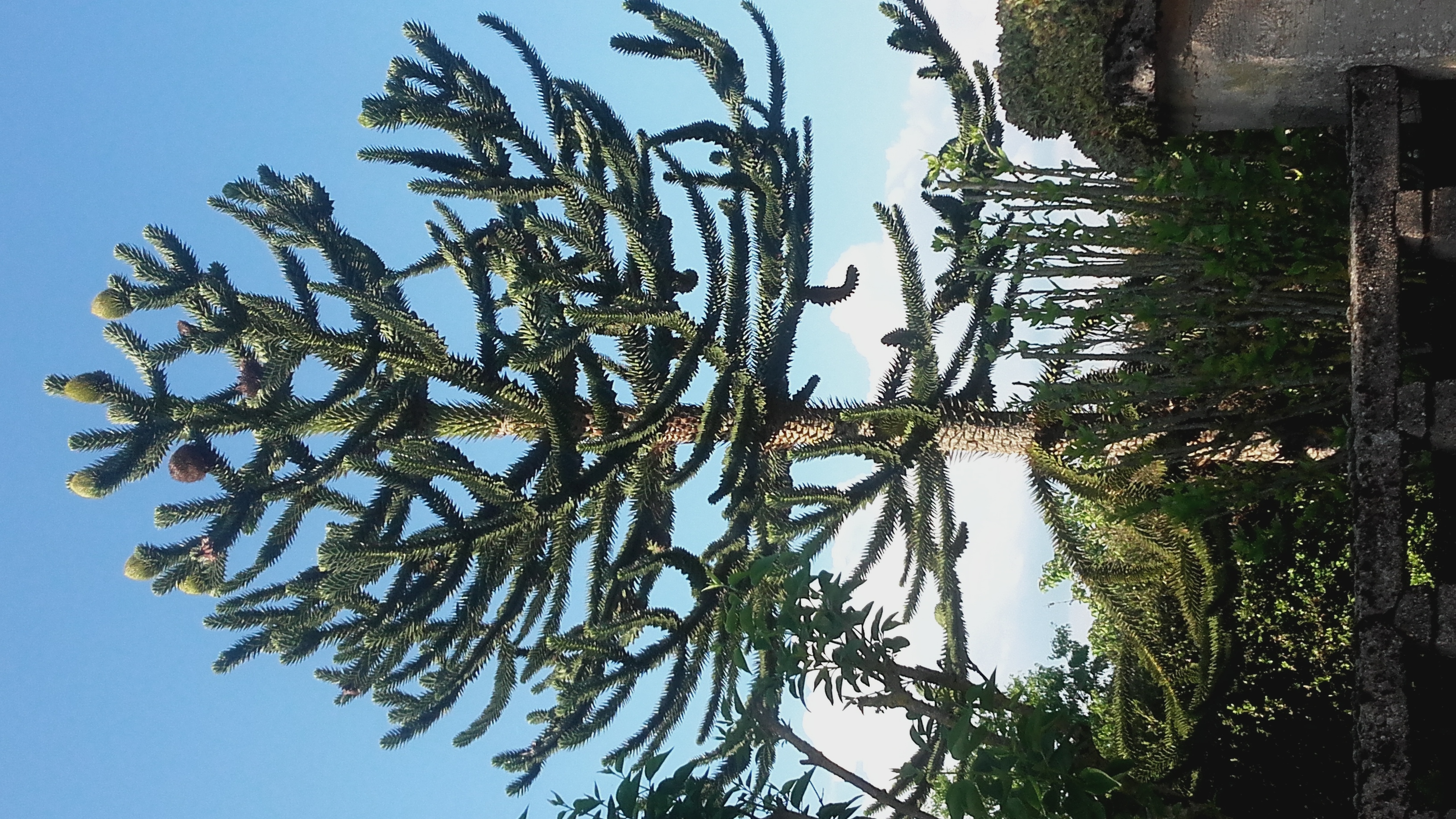 Araucaria