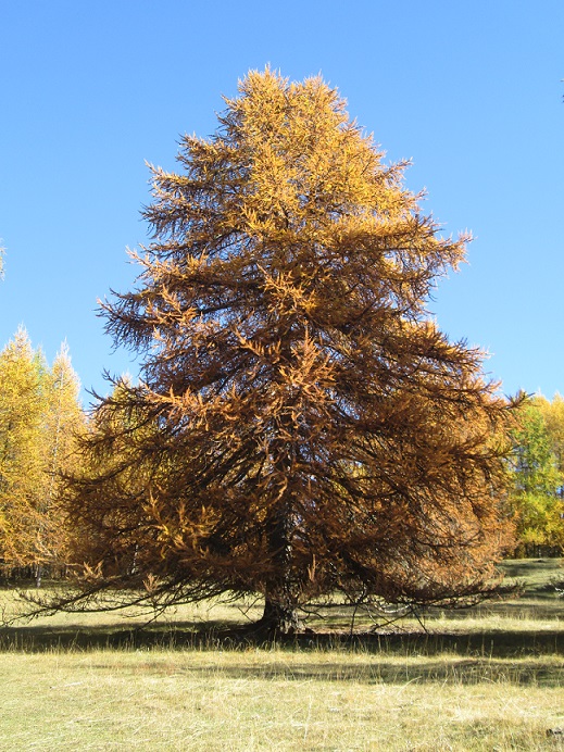 mélèze à l'automne