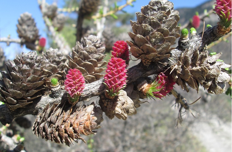 larix decidua fleurs et cones