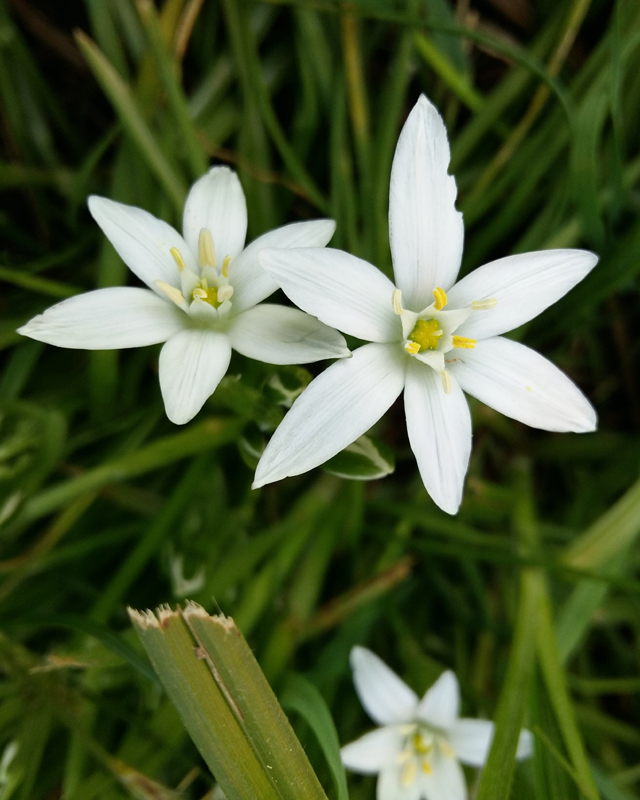 Annexe Ornithogalum umbelatum 2018-05-06.jpg