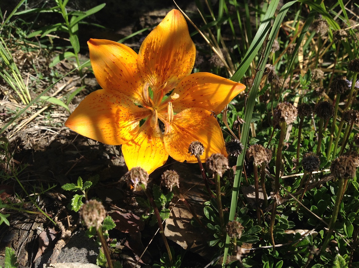 Annexe IMG_3423.jpeg