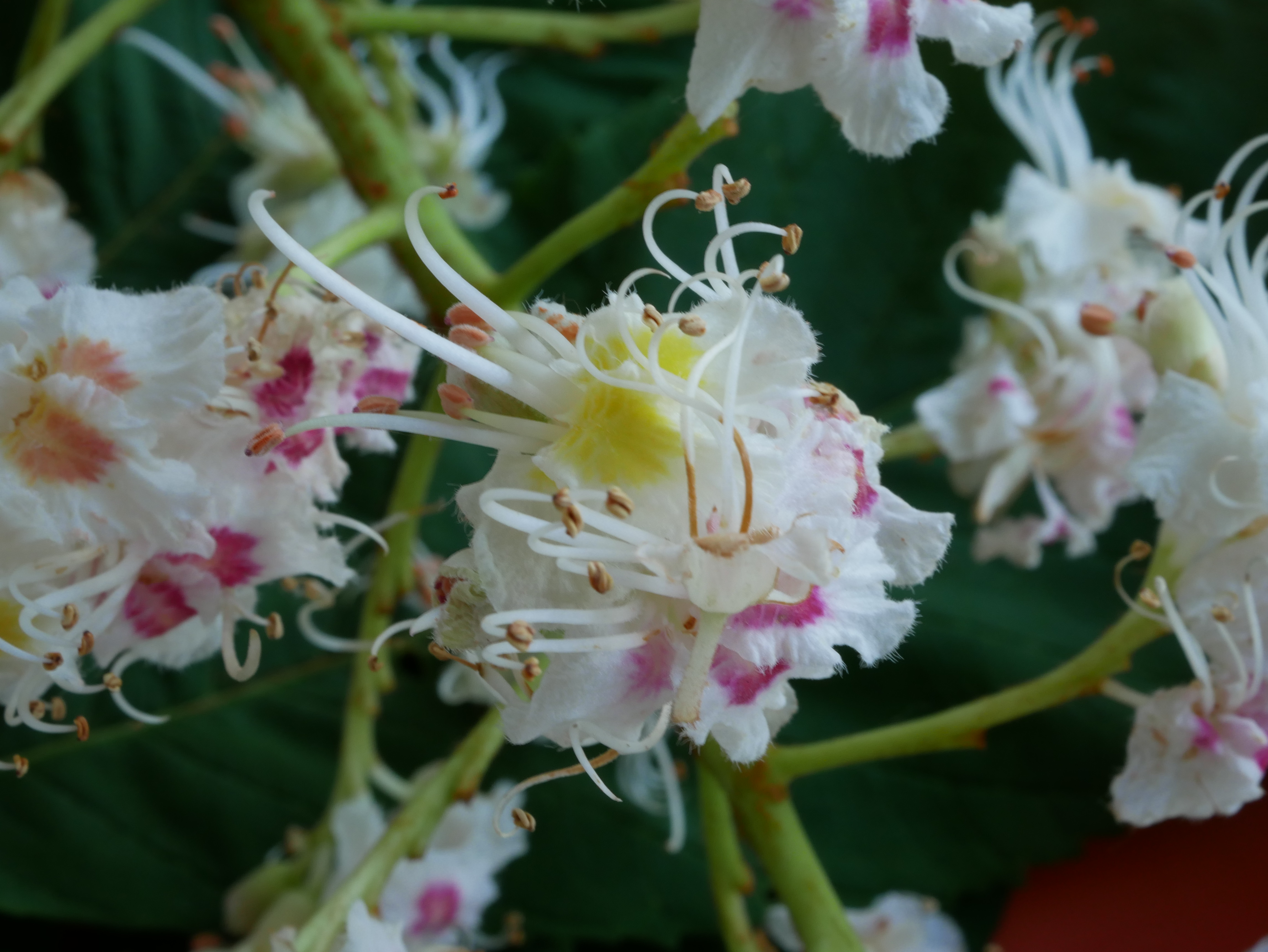 Annexe Fleur de marronnier.jpg