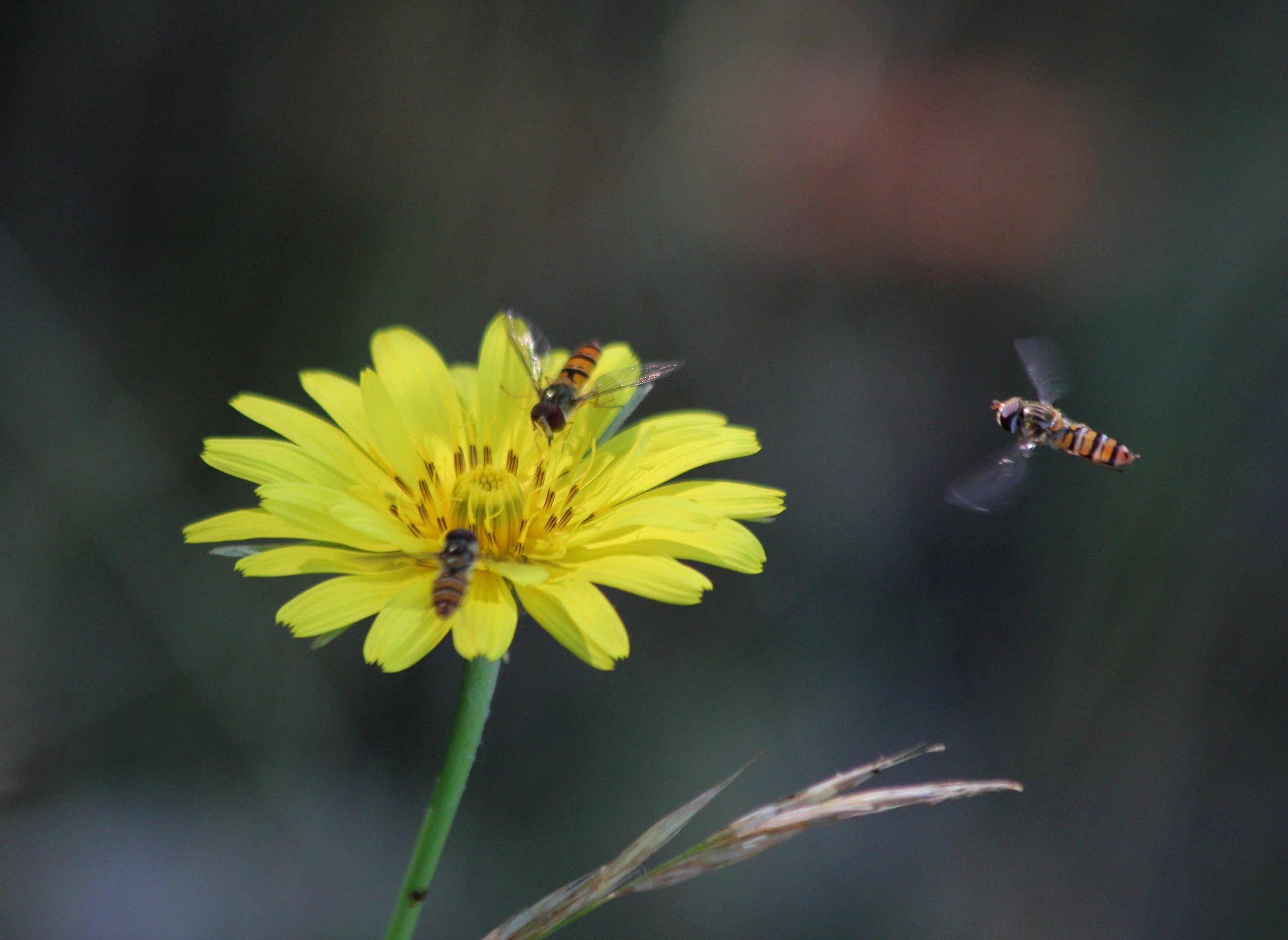 Annexe 2017_06_22  Bar ouvert...  Hauts-Alpes _47056.jpg