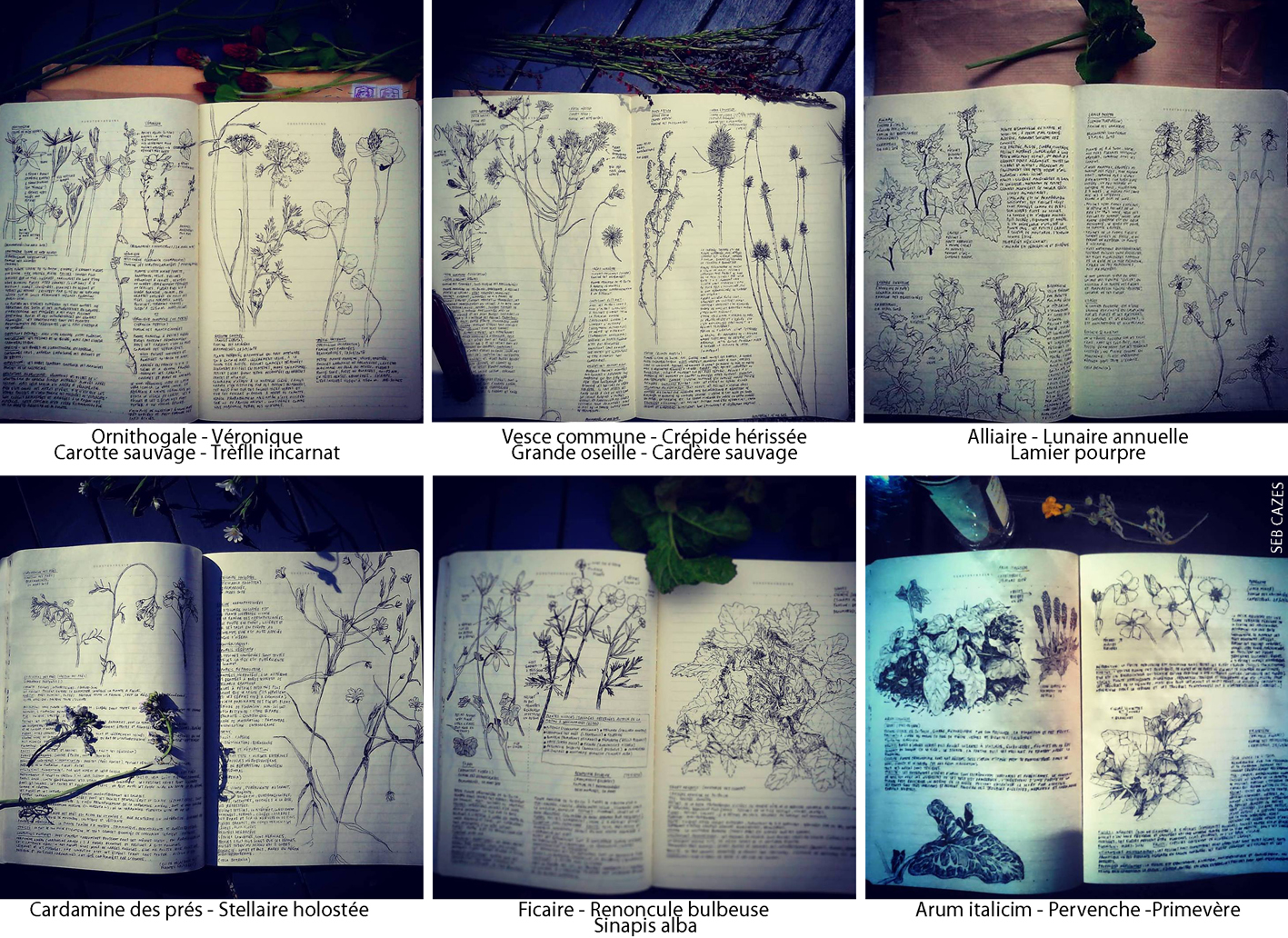 Annexe x6 plantes vivaces.jpg