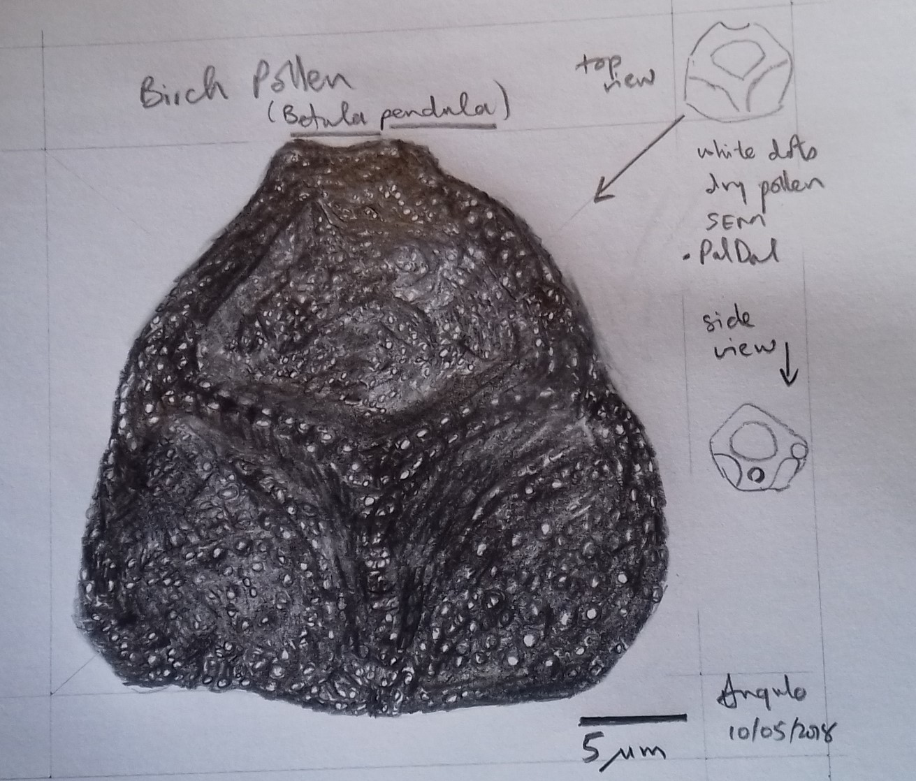 Annexe Pollen Betula pendula.jpeg