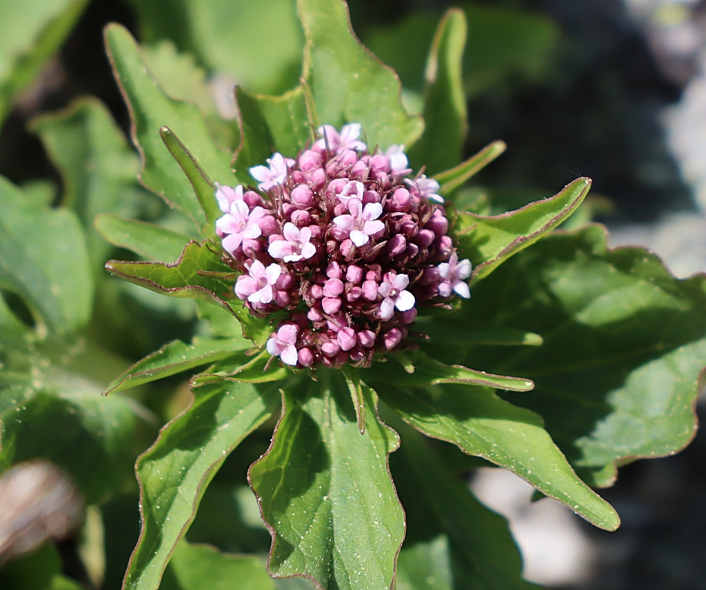 Annexe Valériana Triptéris.JPG