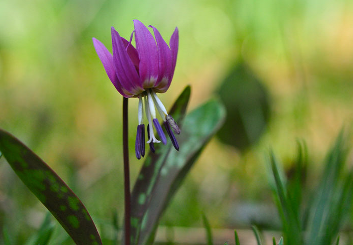 Annexe ERYHRONIUM DENS-CANIS par Laurent Francini.png