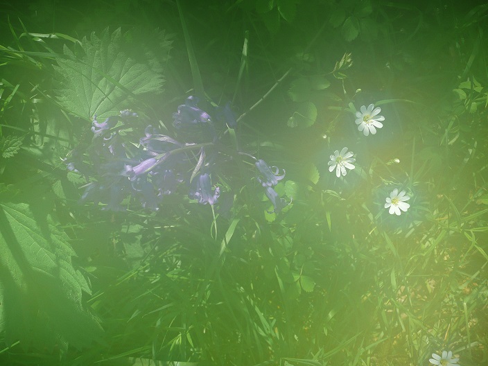 Annexe P1060687 flou.jpg