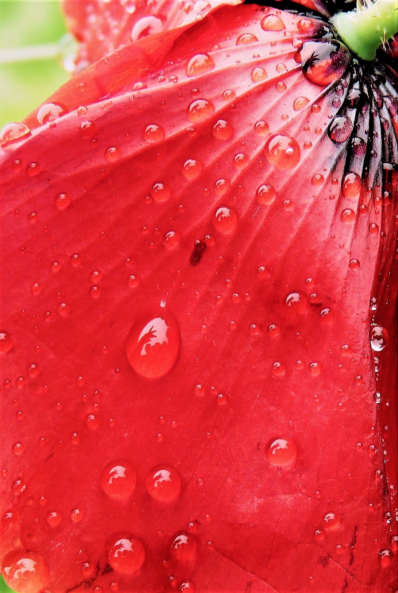 Annexe after rain cc.jpg