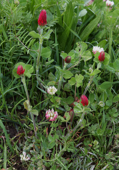 Annexe trefle rouge autres.jpg