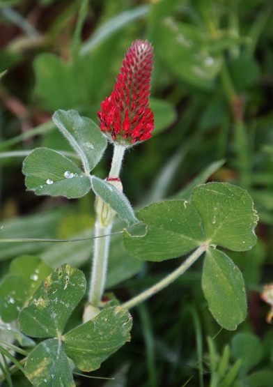 Annexe trifolium.jpg