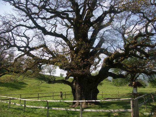 Annexe httpskrapooarboricole.files.wordpress.com200811le-chene-des-bosses-chatilllon-1.jpg?w=540h=406