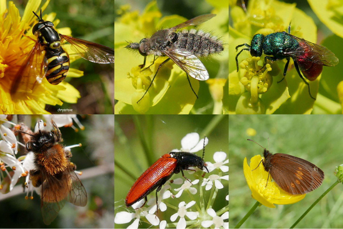 Annexe 1-papillons 2017 à classer.jpg