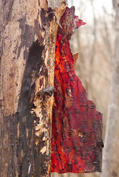 Annexe P1040696-2 - r.jpg