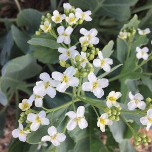 Annexe img_001250630CRS.jpg