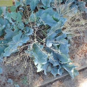 Annexe img_002125079CRS.jpg