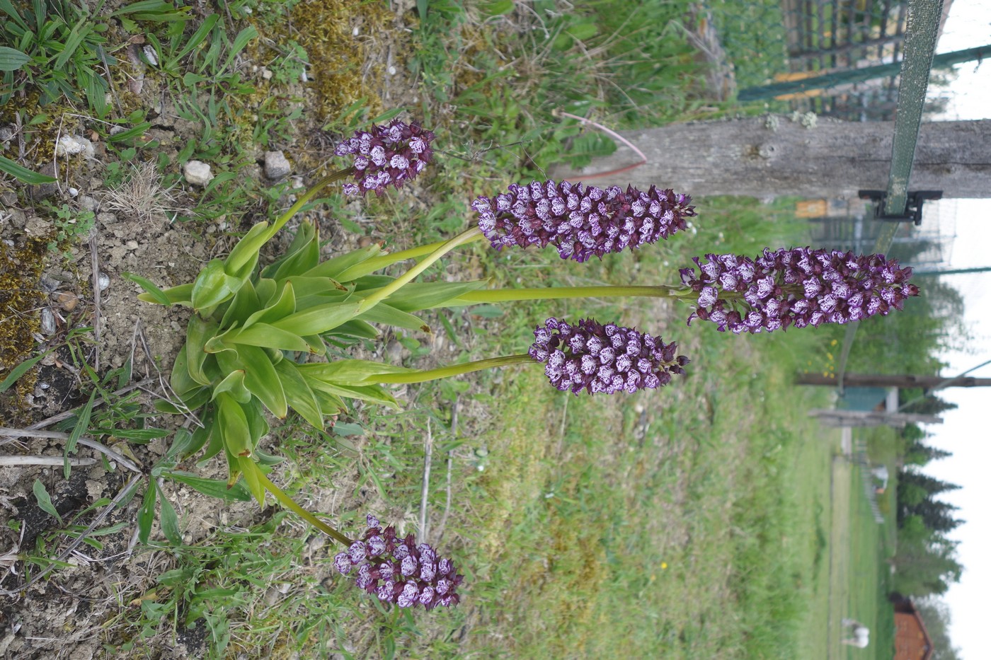 Annexe DSC06364 04 2018.JPG