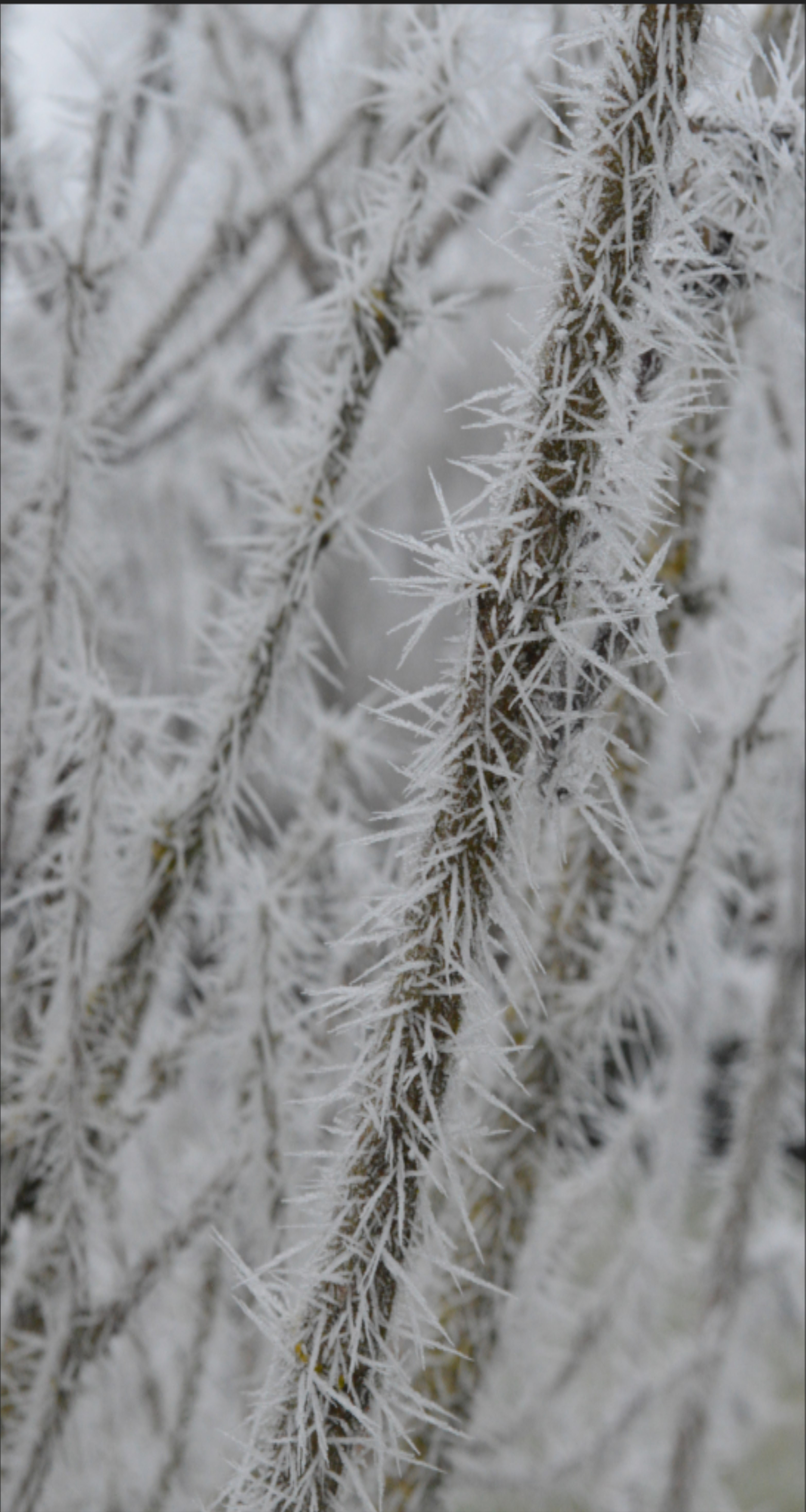 Annexe Givre sur brindilles.jpg