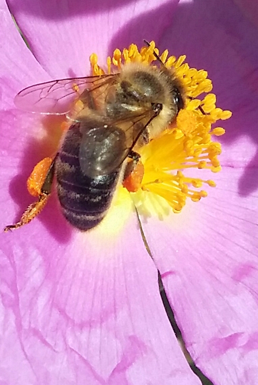 Annexe 20180425_112324-2.jpg