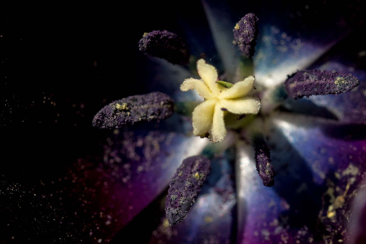 Annexe stigmate et étamines de la tulipe noire.jpg