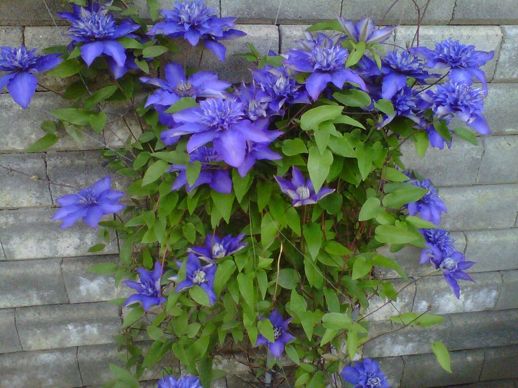 Annexe Clématite.jpeg