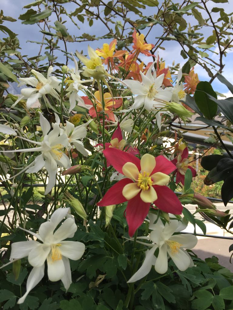 Annexe ancolies.jpeg