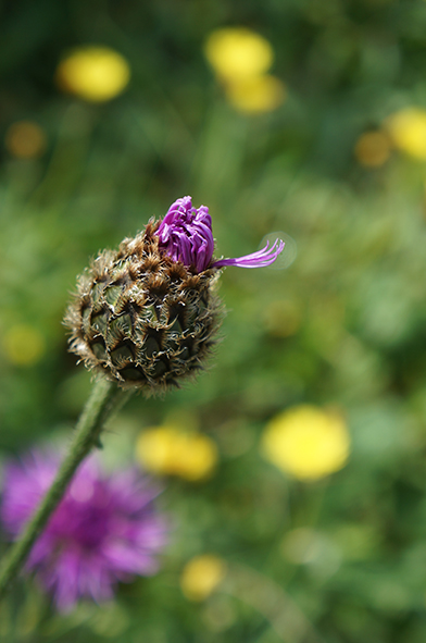 Annexe centaurea scabiosa-pt.jpg