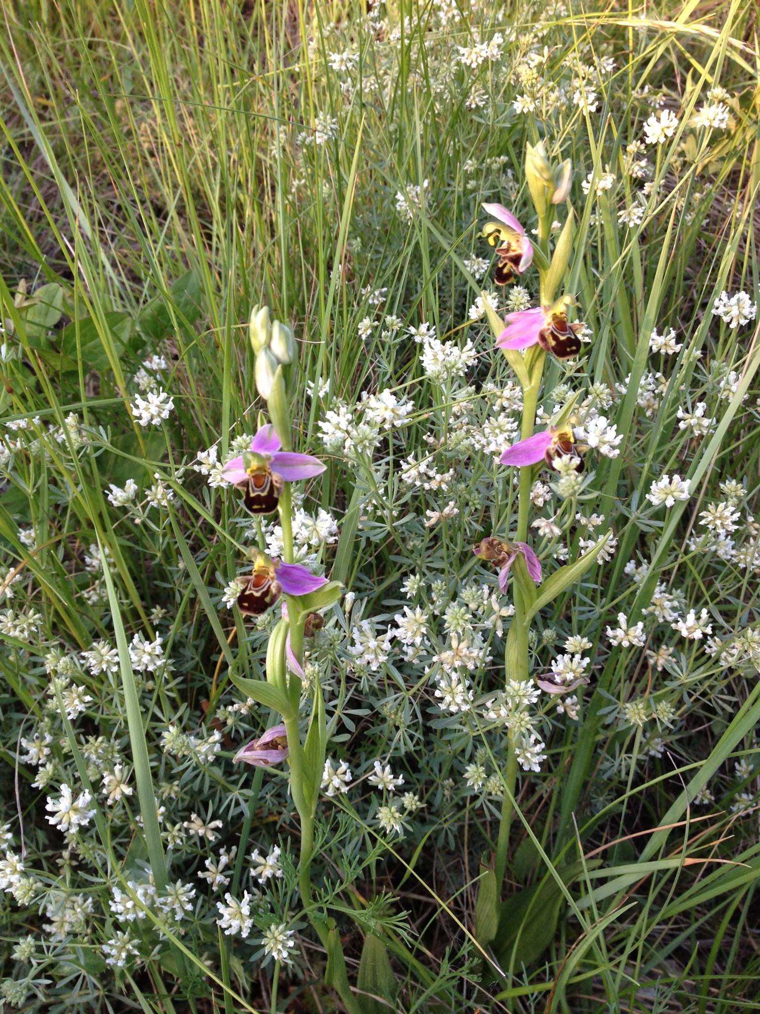 Annexe orchidées sauvages dans le verger.jpg