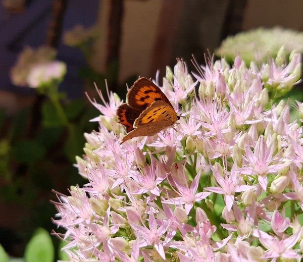 Annexe Papillon sur fleur.jpg