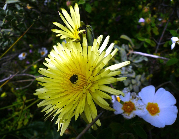 Annexe fleurs Mt Julien 011.JPG