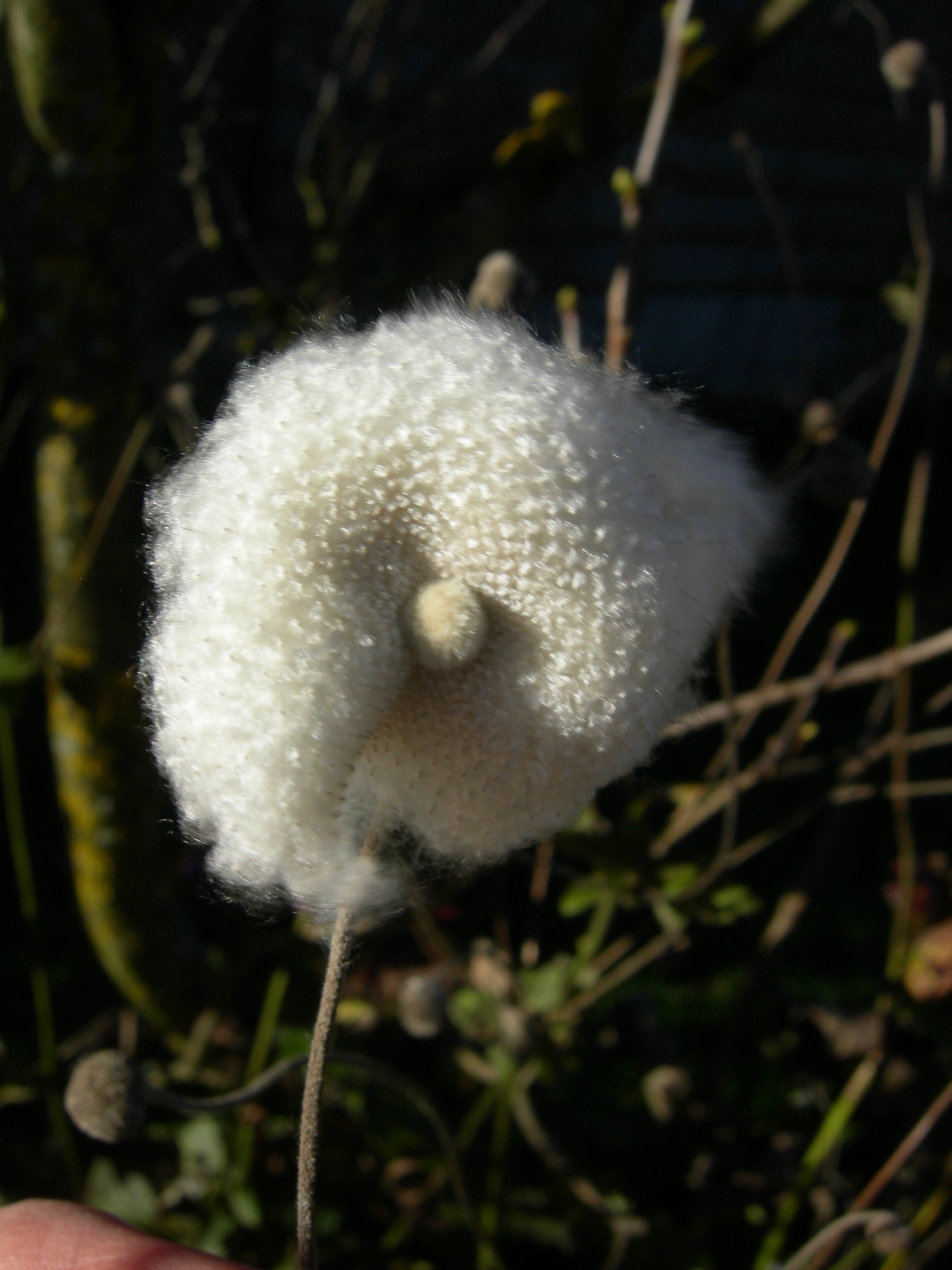 Annexe Anémone.jpg