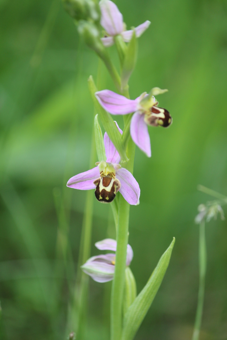 Annexe IMG_8310r.JPG