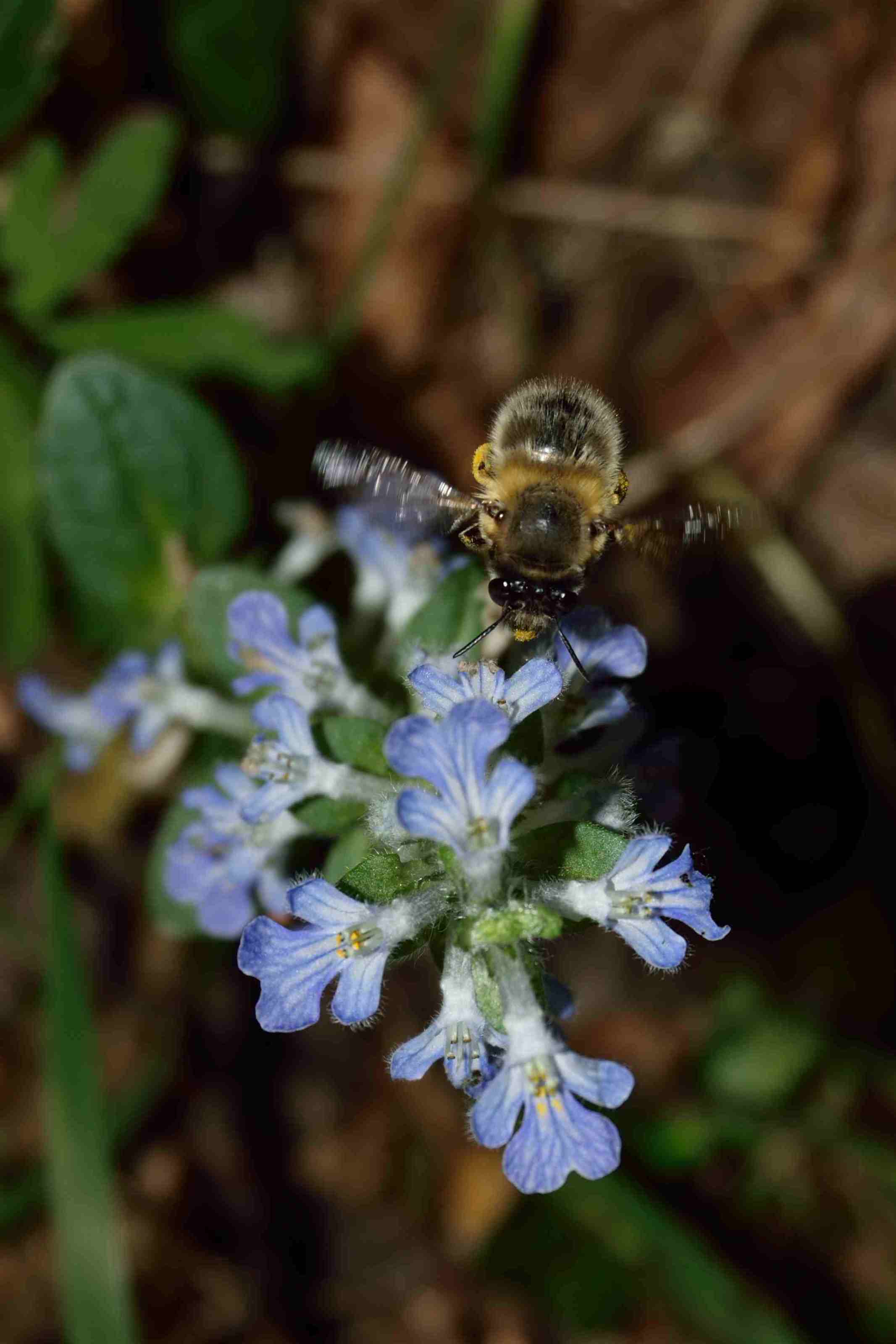 Annexe abeille et bugle rampante_02.JPG
